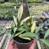 Hoya Wayetii Variegated