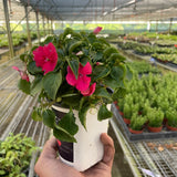Impatiens