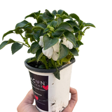 Impatiens