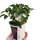 Impatiens