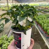Impatiens