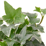 Hiedra inglesa 'Glacier' 