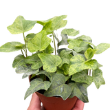 Ivy Tropical Blizzard