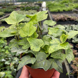 Ivy Tropical Blizzard