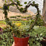 Ivy Topiary Heart