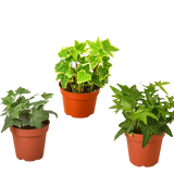 3 Different English Ivy Plants - 4" Pot - Live House Plant