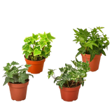 4 Different English Ivy Plants - 4" Pots - Live House Plant