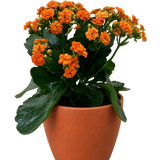 Kalanchoe 'Blossfeldiana'