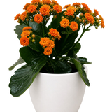 Kalanchoe 'Blossfeldiana'