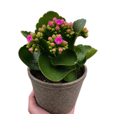 Kalanchoe 'Blossfeldiana'