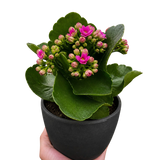 Kalanchoe 'Blossfeldiana'