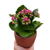 Kalanchoe 'Blossfeldiana'
