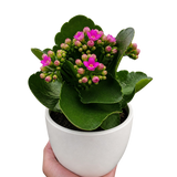 Kalanchoe 'Blossfeldiana'