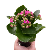 Kalanchoe
