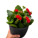 Kalanchoe 'Blossfeldiana'