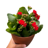 Kalanchoe 'Blossfeldiana'