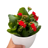 Kalanchoe 'Blossfeldiana'