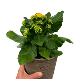 Kalanchoe 'Blossfeldiana'