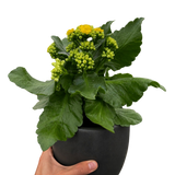 Kalanchoe 'Blossfeldiana'