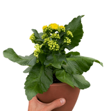 Kalanchoe 'Blossfeldiana'