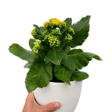 Kalanchoe 'Blossfeldiana'