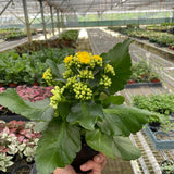 Kalanchoe