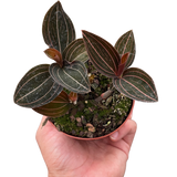 Ludisia Discolor