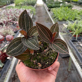 Ludisia Discolor