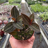 Ludisia Discolor