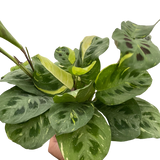 Maranta Variegated 'Beauty Kim'