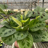 Maranta Variegated 'Beauty Kim'