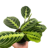 Maranta 'Lemon Lime'