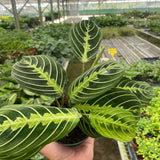 Maranta 'Lemon Lime'