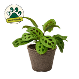 Maranta 'Leuconeura'