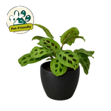 Maranta 'Leuconeura'