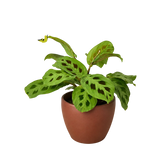 Maranta 'Leuconeura'