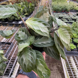 Maranta 'Silver Band'