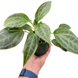Monolena 'Primuliflora'
