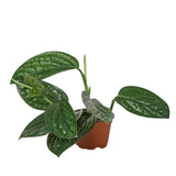 Monstera 'Perú' 