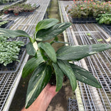 Monstera 'Standeleyana Albo Variegated'