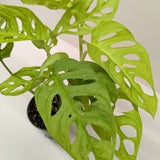 Monstera Adansonii 'Swiss Cheese Neon'