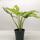 Monstera Adansonii 'Swiss Cheese Neon'