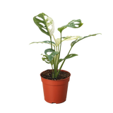 Monstera Adansonii 'Swiss Cheese Variegated'