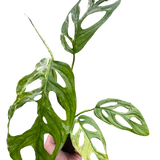 Monstera Adansonii 'Swiss Cheese Variegated'