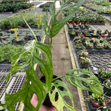 Monstera Adansonii 'Swiss Cheese Variegated'