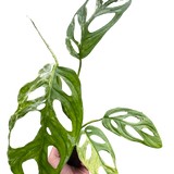 Monstera Adansonii 'Swiss Cheese Variegated'