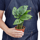 Monstera Adansonii 'Swiss Cheese'