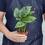 Monstera Adansonii 'Swiss Cheese'