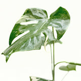 Monstera 'Constelación tailandesa' 
