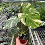 Monstera 'Thai Constellation'